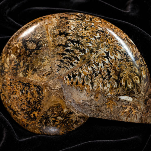 Ancient Tides - Polished Ammonite Fossil