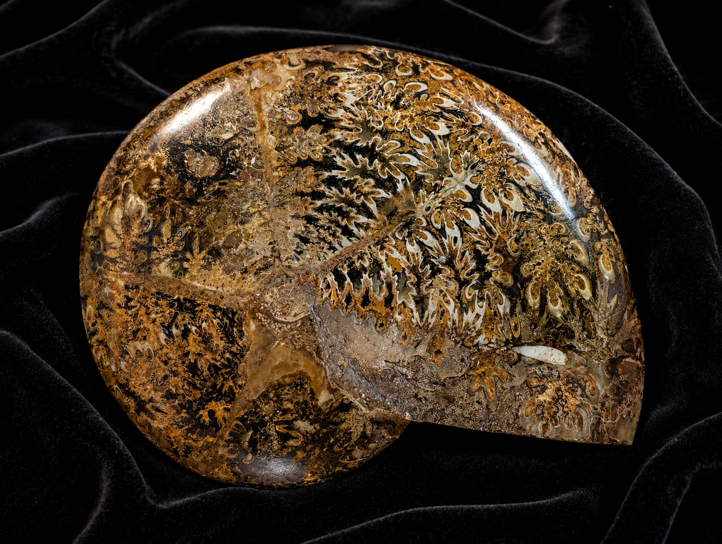 Ancient Tides - Polished Ammonite Fossil