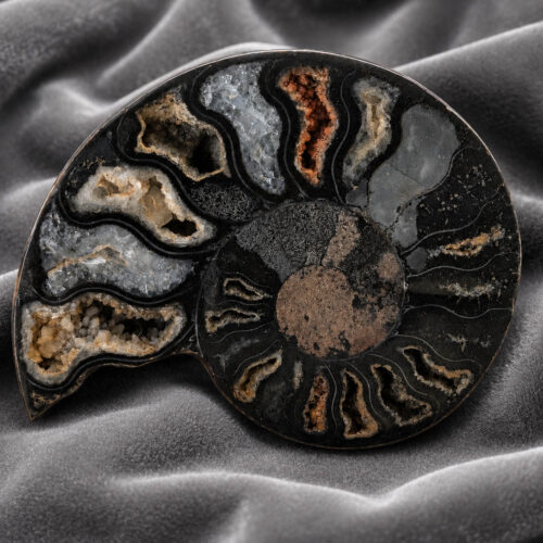 Eclipse Spiral - Ammonite Fossil