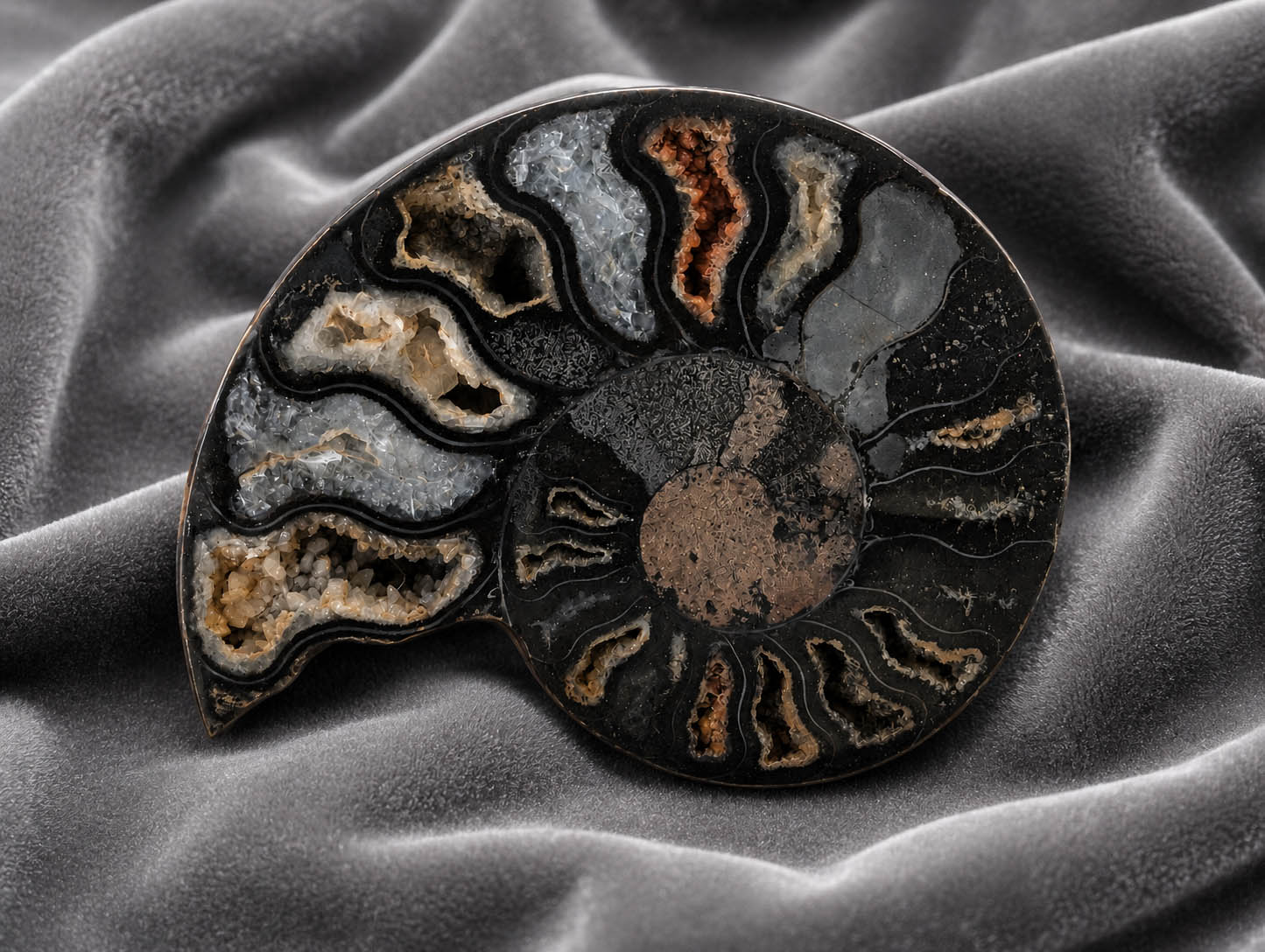Eclipse Spiral - Ammonite Fossil